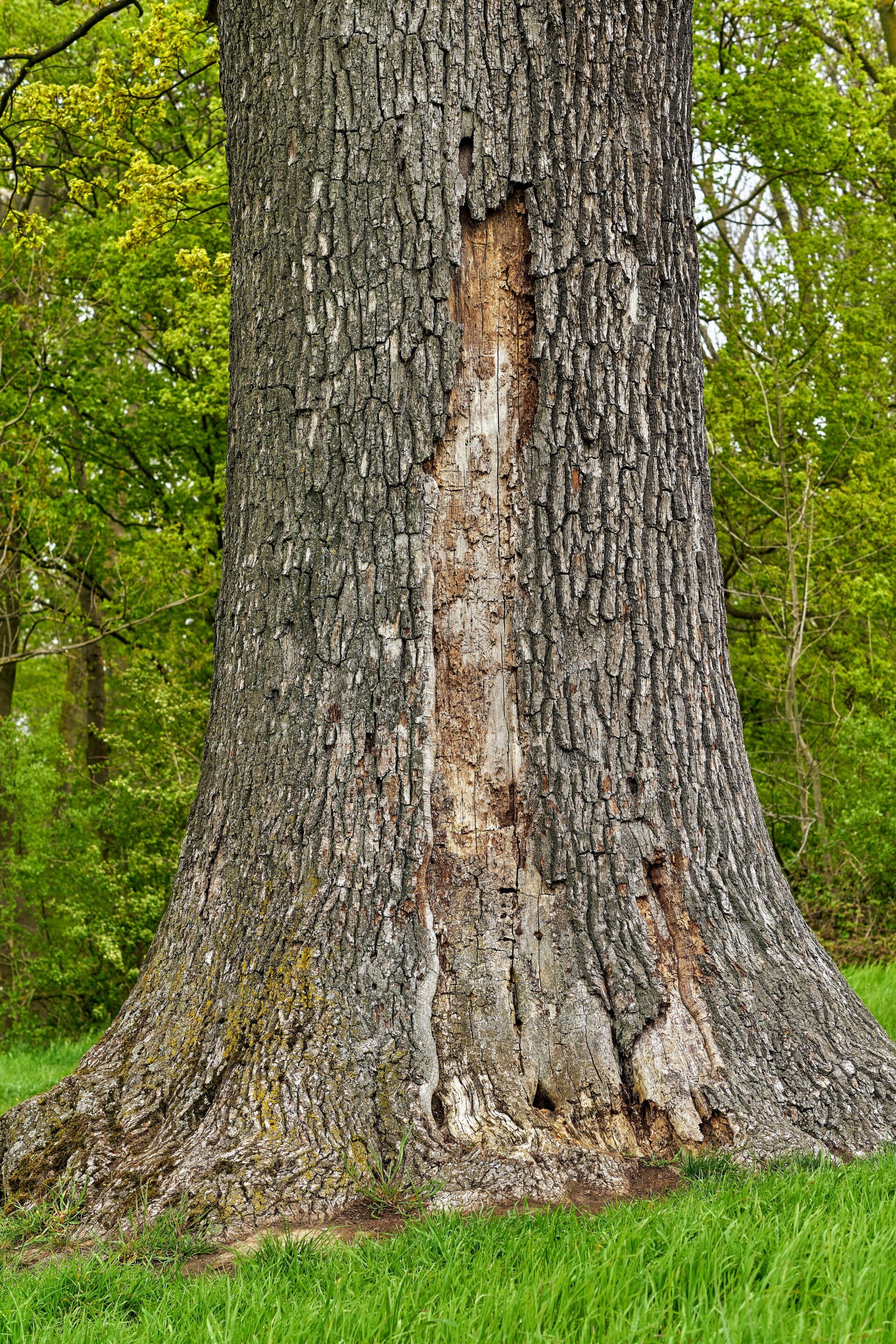 Tree Health Assessment: The Value of Professional Arborist Services