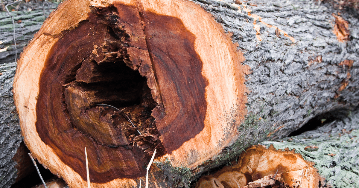 5 Common Tree Diseases in the East Bay and How to Spot Them