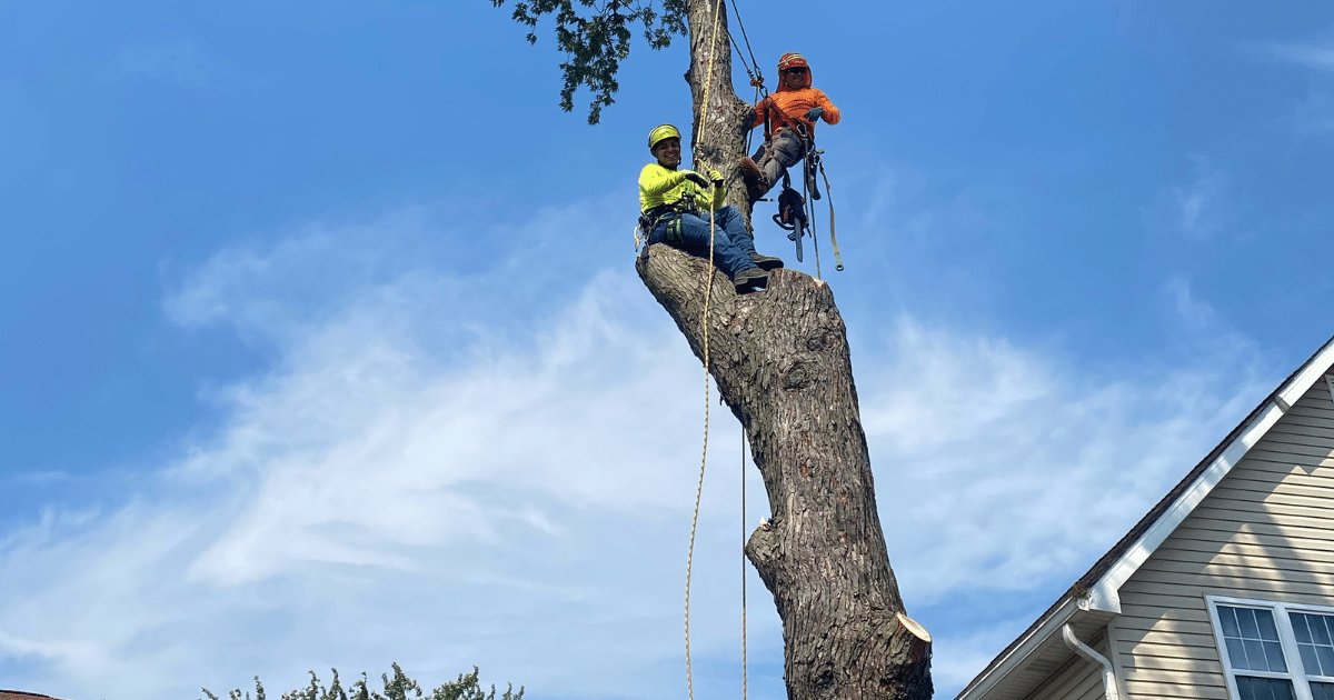 How Much Does Tree Removal Cost in Fremont? Understanding Pricing Factors